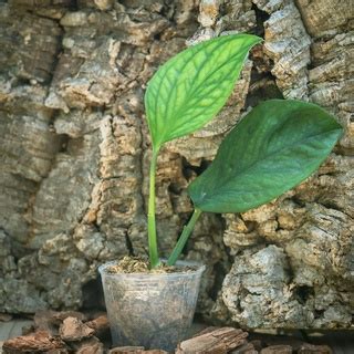 龜 植物|【室內觀葉植物】綠手指必知的龜背芋5個秘密，加碼。